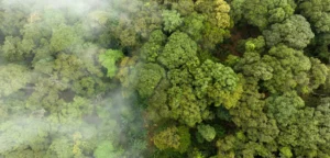 Offset Your Carbon Footprint with Green Earth Africa