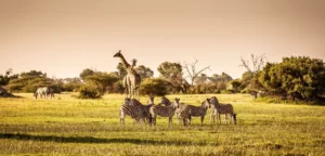 Wildlife Offsets Aligned with Your Sustainability Goals