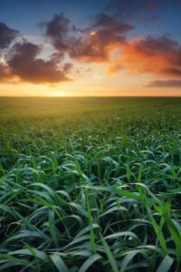 Regenerative Agriculture
