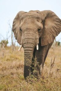 Wildlife conservation