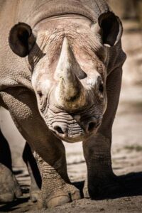 Wildlife Conservation