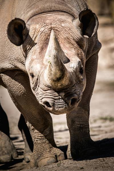 Wildlife Conservation