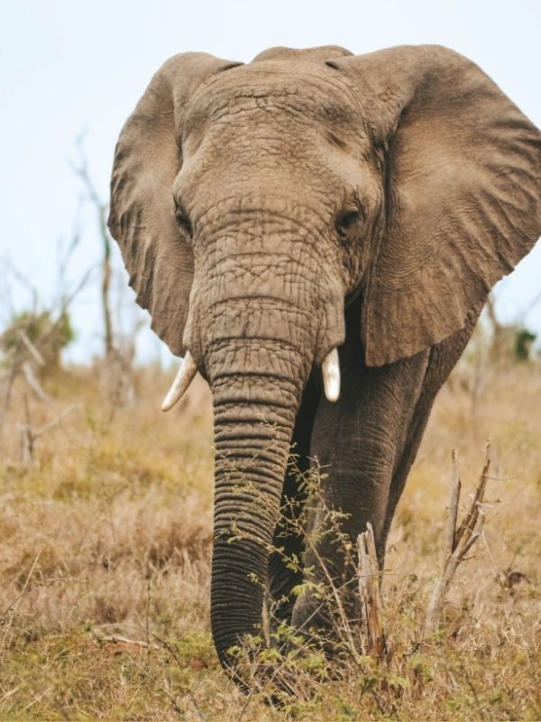 Understanding Wildlife Credits and Mitigation