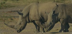 Wildlife Offsets & Credits